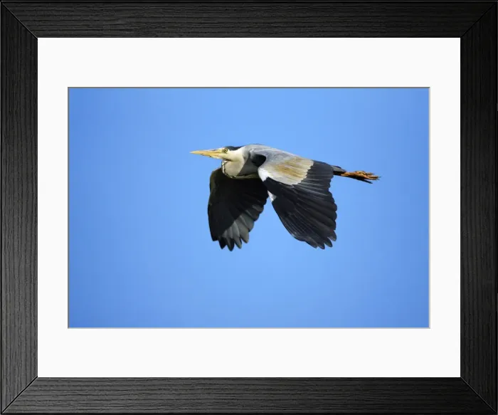 Framed Print : Grey Heron - in flight, Texel, Holland Framed Print : Grey Heron - in flight, Texel, Holland