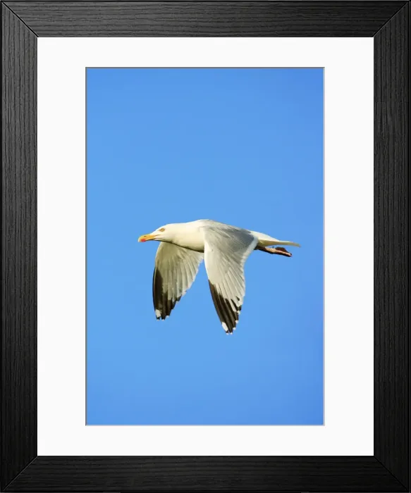 Framed Print : Herring Gull - in flight, Texel, Holland