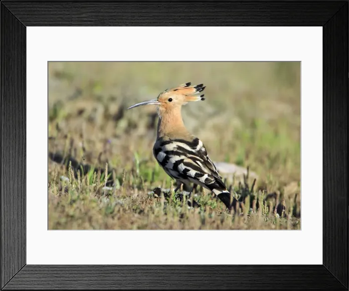 Framed Print : Hoopoe - searching for food, Alentejo, Portugal Framed Print : Hoopoe - searching for food, Alentejo, Portugal
