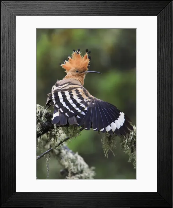 Framed Print : Hoopoe - stretching wing, displaying, Alentejo, Portugal Framed Print : Hoopoe - stretching wing, displaying, Alentejo, Portugal