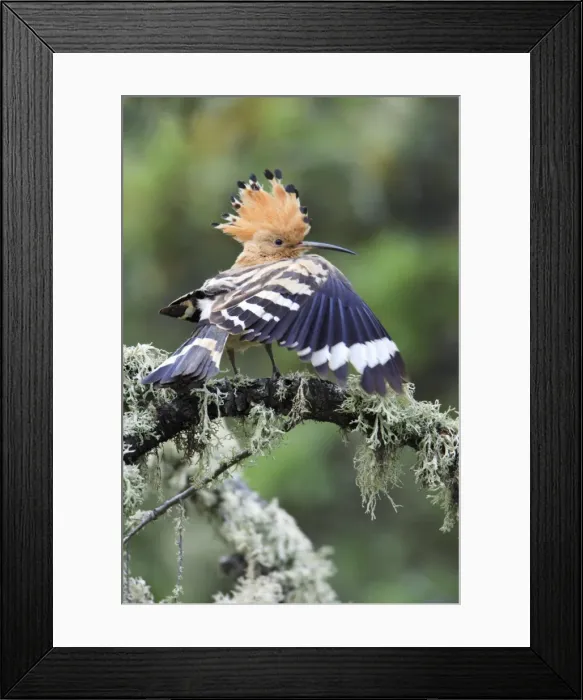 Framed Print : Hoopoe - stretching wing, displaying, Alentejo, Portugal Framed Print : Hoopoe - stretching wing, displaying, Alentejo, Portugal