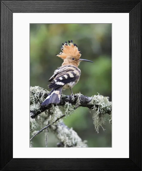Framed Print : Hoopoe - displaying, Alentejo, Portugal Framed Print : Hoopoe - displaying, Alentejo, Portugal