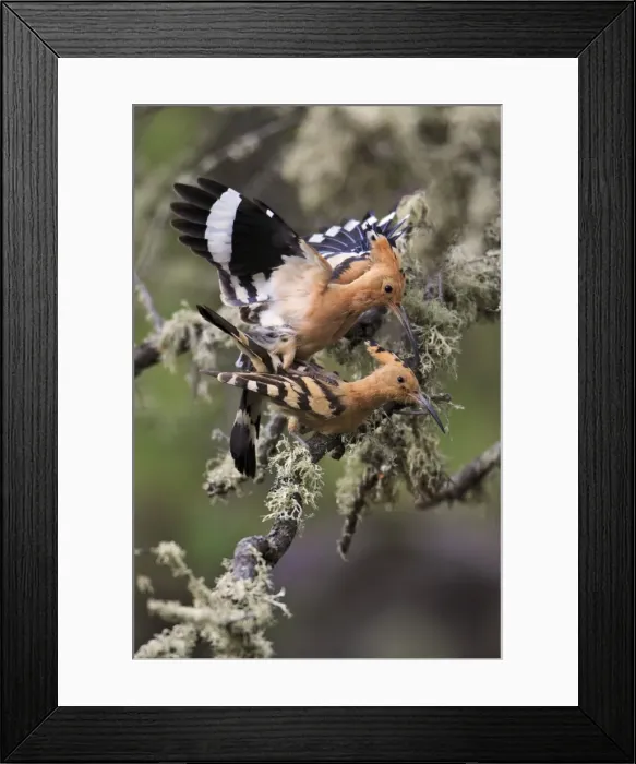 Framed Print : Hoopoe - pair copulating, Alentejo, Portugal Framed Print : Hoopoe - pair copulating, Alentejo, Portugal