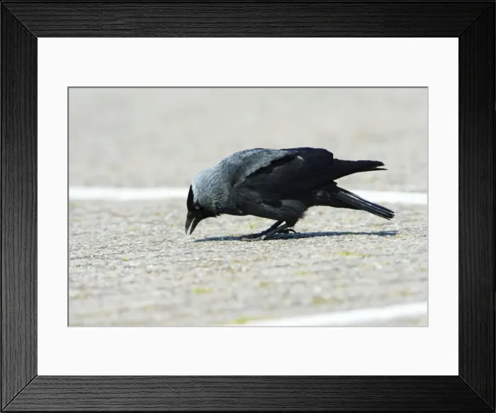 Framed Print : Jackdaw - searching for food on car park, Texel, Holland Framed Print : Jackdaw - searching for food on car park, Texel, Holland