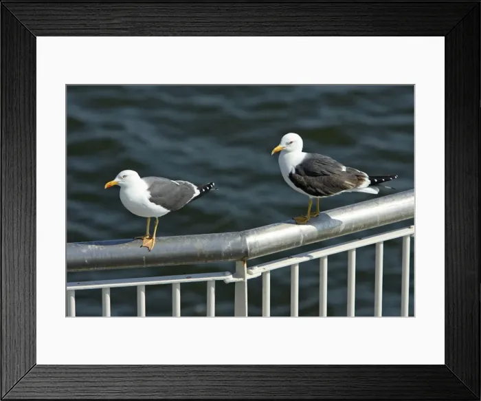 Framed Print : Lesser Black-Back Gull - 2 birds on ferry railings, Texel, Holland Framed Print : Lesser Black-Back Gull - 2 birds on ferry railings, Texel, Holland