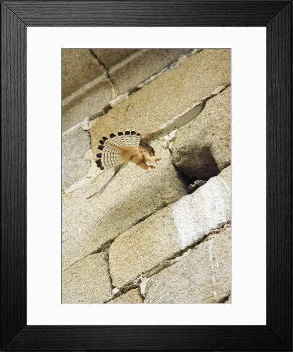 Framed Print : Lesser Kestrel - female landing at nest entrance in church, Extremadura, Spain Framed Print : Lesser Kestrel - female landing at nest entrance in church, Extremadura, Spain