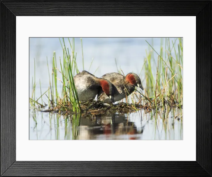 Framed Print : Little Grebe - pair on nesting platform, Alentejo, Portugal Framed Print : Little Grebe - pair on nesting platform, Alentejo, Portugal
