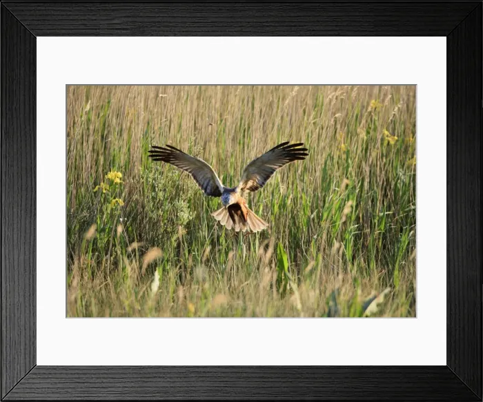 Framed Print : Marsh Harrier - male landing in reeds, Texel, Holland Framed Print : Marsh Harrier - male landing in reeds, Texel, Holland