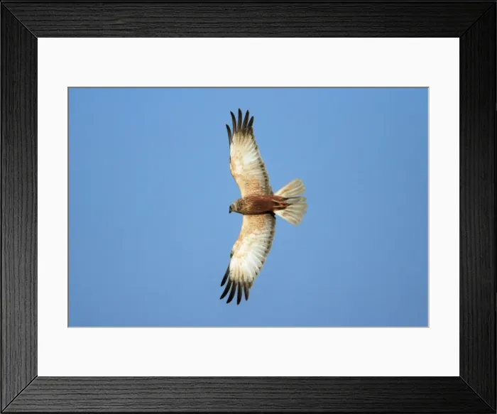 Framed Print : Marsh Harrier - male in flight, Texel, Holland Framed Print : Marsh Harrier - male in flight, Texel, Holland
