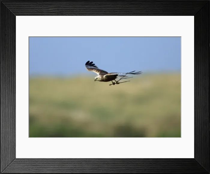 Framed Print : Marsh Harrier - male in flight, with nest material in talons, Texel, Holland Framed Print : Marsh Harrier - male in flight, with nest material in talons, Texel, Holland