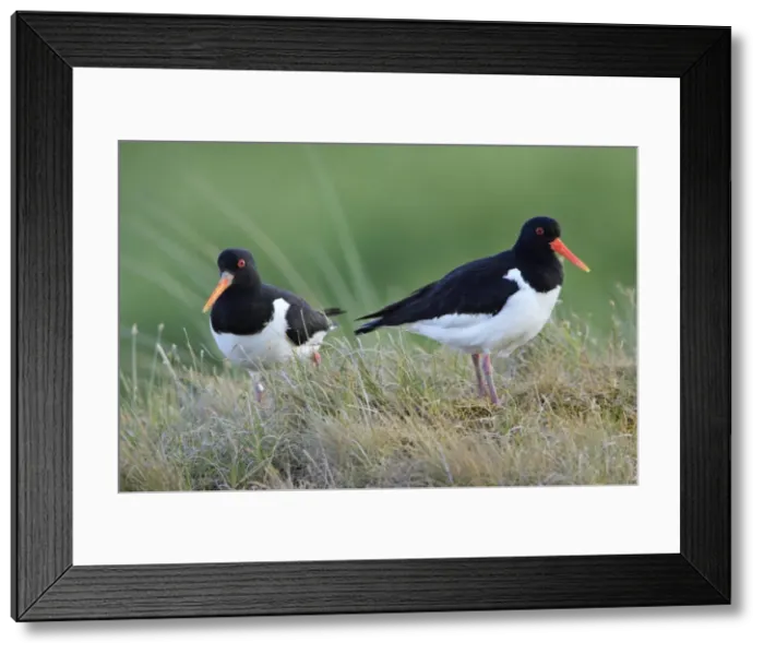 Framed Print : Oystercatcher - breeding pair resting, Texel, Holland Framed Print : Oystercatcher - breeding pair resting, Texel, Holland