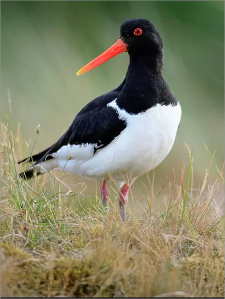 Oystercatcher - male on alert in nesting territory, Texel, Holland