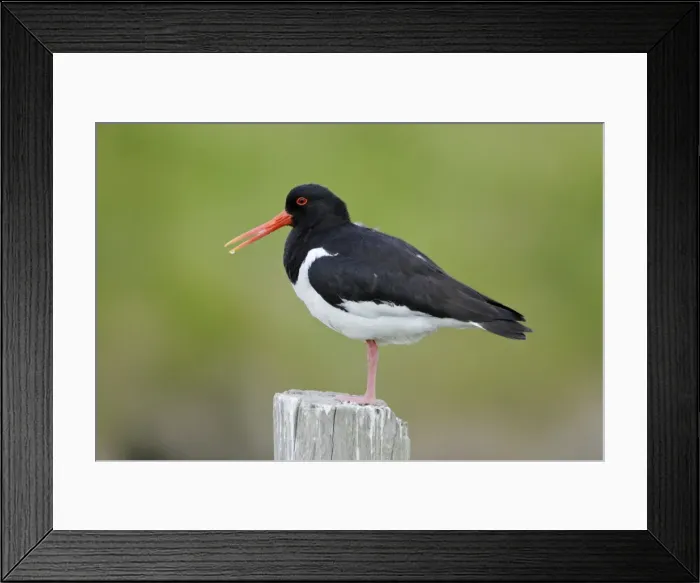 Framed Print : Oystercatcher - resting on fence post, Texel, Holland Framed Print : Oystercatcher - resting on fence post, Texel, Holland
