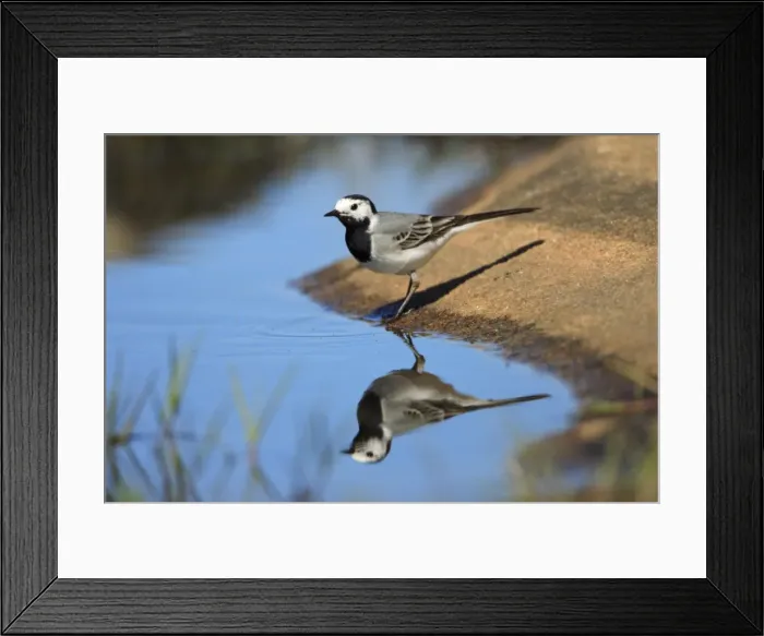 Framed Print : Pied Wagtail - searching for food at lake side, Alentejo, Portugal Framed Print : Pied Wagtail - searching for food at lake side, Alentejo, Portugal