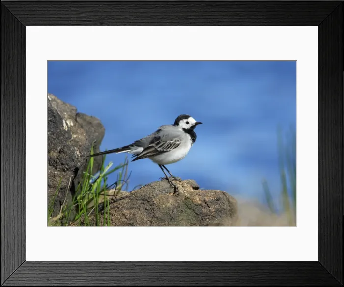Framed Print : Pied Wagtail - on rocks, resting, Alentejo, Portugal Framed Print : Pied Wagtail - on rocks, resting, Alentejo, Portugal