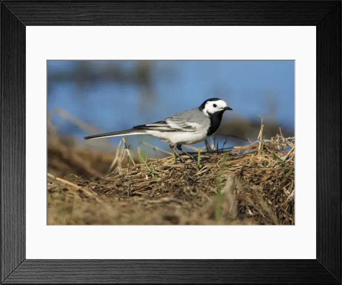 Framed Print : Pied Wagtail - searching for food at lake side, Alentejo, Portugal Framed Print : Pied Wagtail - searching for food at lake side, Alentejo, Portugal