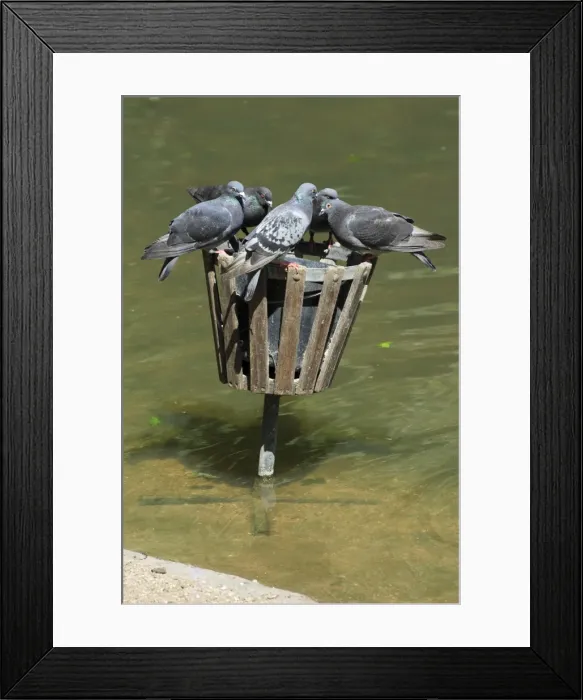 Framed Print : Domestic Pigeons - at wildfowl feeding bin in zoo, Dortmund, Germany Framed Print : Domestic Pigeons - at wildfowl feeding bin in zoo, Dortmund, Germany