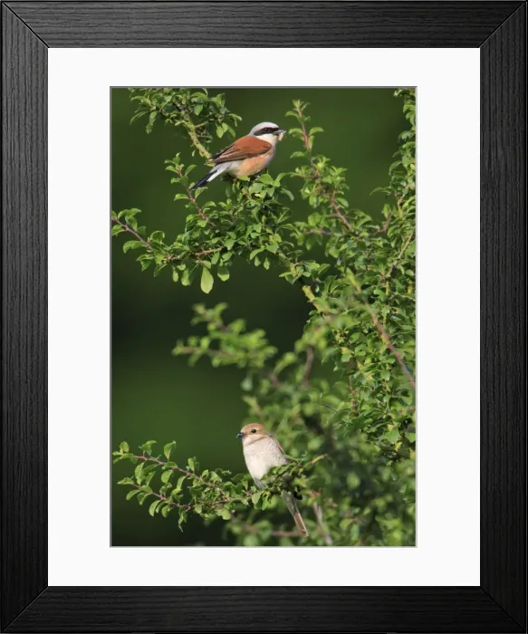 Framed Print : Red-backed Shrike - pair perched on hedge, Lower Saxony, Germany