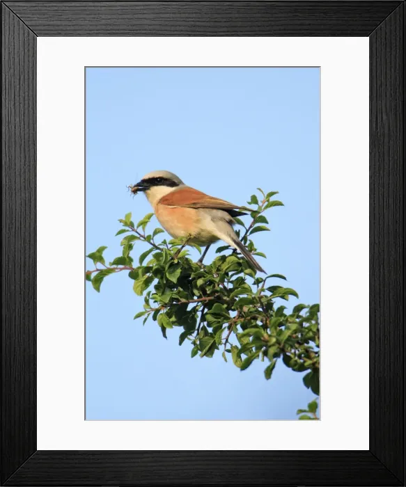 Framed Print : Red-backed Shrike - male with food in bill, Lower Saxony, Germany Framed Print : Red-backed Shrike - male with food in bill, Lower Saxony, Germany