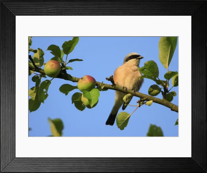 Framed Print : Red-backed Shrike - male perched in apple tree, Lower Saxony, Germany Framed Print : Red-backed Shrike - male perched in apple tree, Lower Saxony, Germany