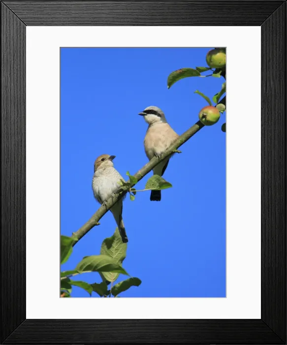 Framed Print : Red-backed Shrike - pair perched in apple tree, Lower Saxony, Germany Framed Print : Red-backed Shrike - pair perched in apple tree, Lower Saxony, Germany