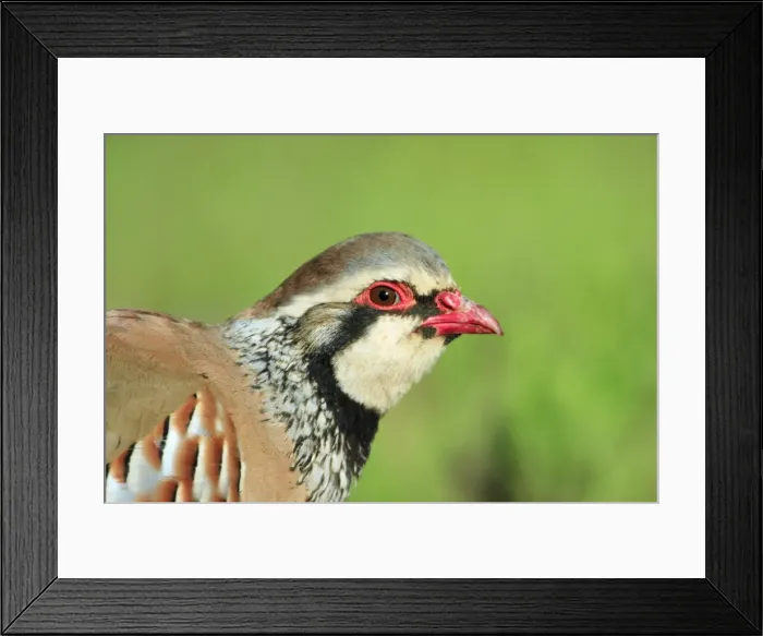 Framed Print : Red legged Partridge - portrait of male, Alentejo, Portugal Framed Print : Red legged Partridge - portrait of male, Alentejo, Portugal