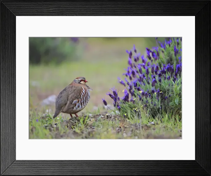 Framed Print : Red legged Partridge - beside wild lavender bush, Alentejo, Portugal Framed Print : Red legged Partridge - beside wild lavender bush, Alentejo, Portugal