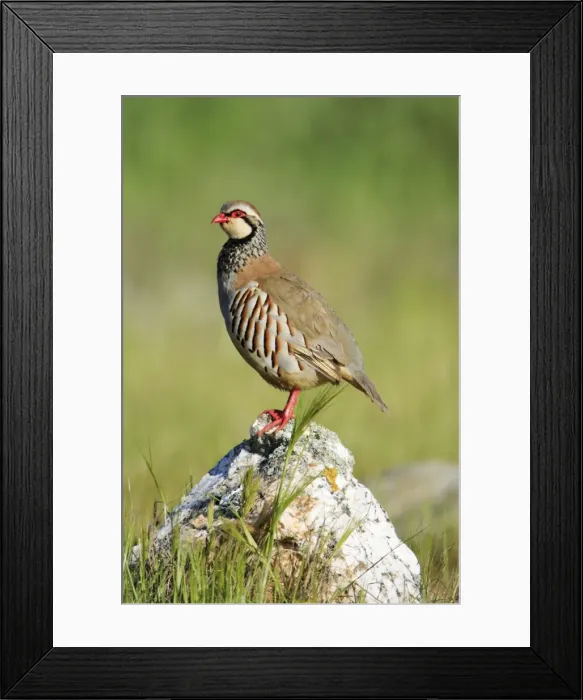 Framed Print : Red legged Partridge - male perched on stone, Alentejo, Portugal Framed Print : Red legged Partridge - male perched on stone, Alentejo, Portugal