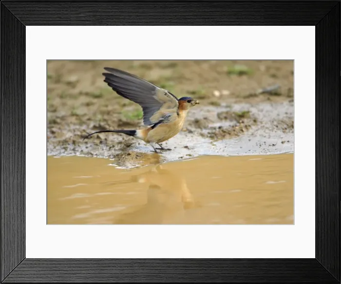 Framed Print : Red-rumped Swallow, collecting nest material, Alentejo, Portugal Framed Print : Red-rumped Swallow, collecting nest material, Alentejo, Portugal