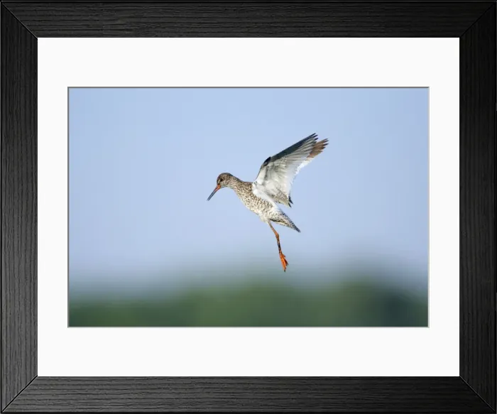 Framed Print : Redshank - parent bird in flight, guarding chicks on ground, Holland, Texel Framed Print : Redshank - parent bird in flight, guarding chicks on ground, Holland, Texel