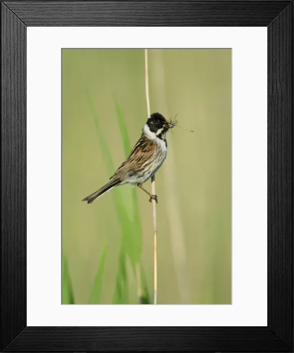 Framed Print : Reed Bunting - male with food in bill, Texel, Holland