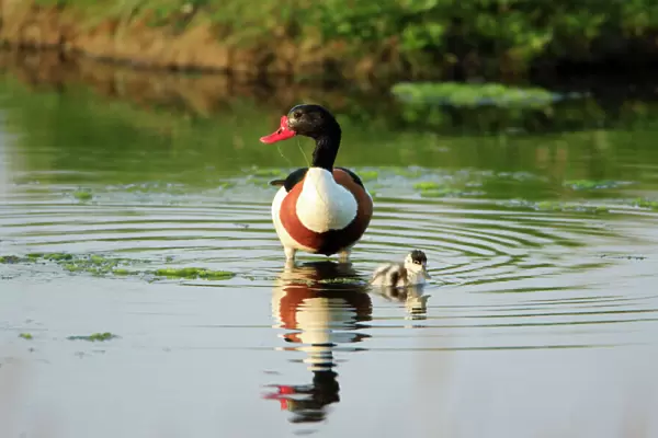 Shelduck - parent bird with duckling, Texel, Holland