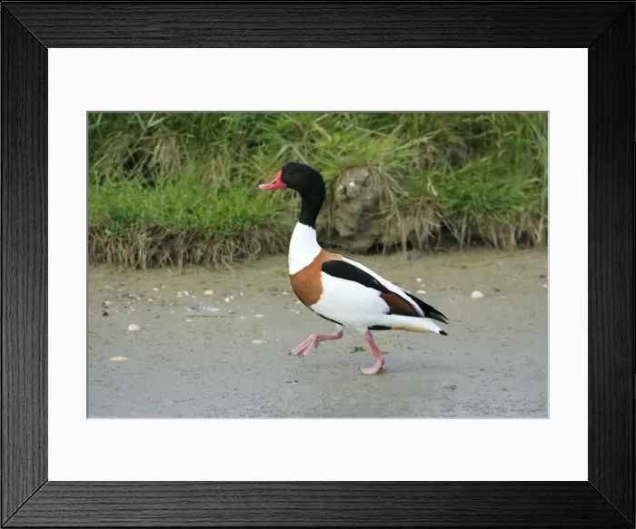 Framed Print : Shelduck - male, walking along seashore, Texel, Holland Framed Print : Shelduck - male, walking along seashore, Texel, Holland