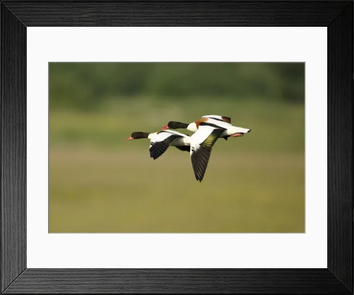 Framed Print : Shelduck - pair in flight, Texel, Holland Framed Print : Shelduck - pair in flight, Texel, Holland
