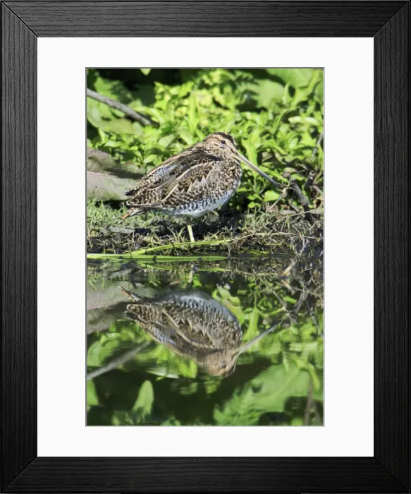 Framed Print : Snipe - resting at lake edge, Alentejo, Portugal Framed Print : Snipe - resting at lake edge, Alentejo, Portugal