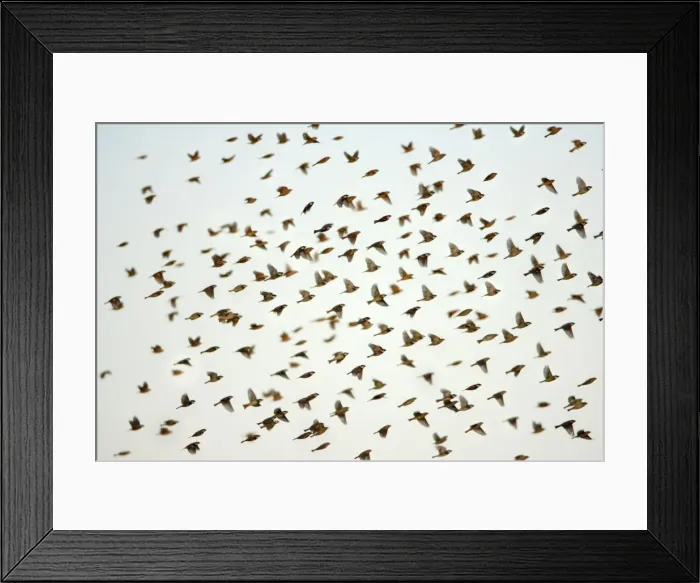 Framed Print : Spanish Sparrow - flock in flight, Alentejo, Portugal Framed Print : Spanish Sparrow - flock in flight, Alentejo, Portugal