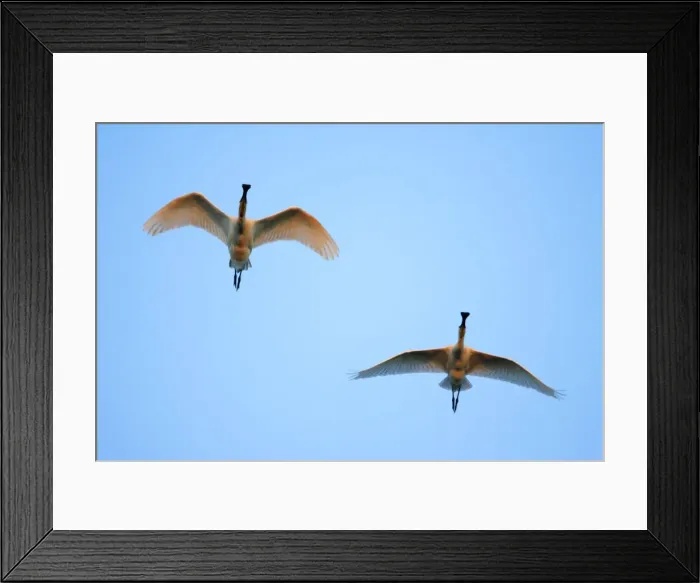 Framed Print : Spoonbill - 2 birds in flight, at sunset, Texel, Holland Framed Print : Spoonbill - 2 birds in flight, at sunset, Texel, Holland