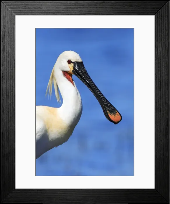 Framed Print : Spoonbill - adult in breeding plumage, Texel, Holland Framed Print : Spoonbill - adult in breeding plumage, Texel, Holland