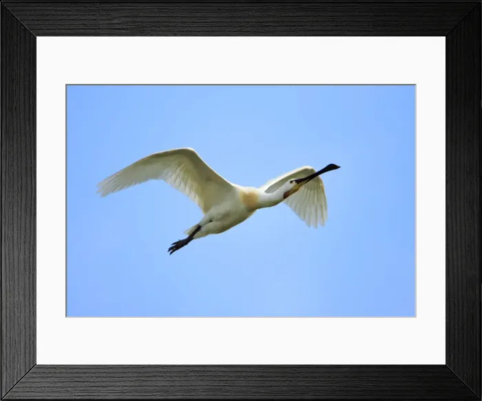 Framed Print : Spoonbill - in flight, Texel, Holland Framed Print : Spoonbill - in flight, Texel, Holland