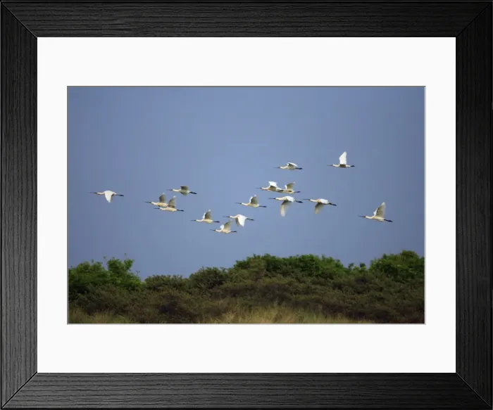 Framed Print : Spoonbill - flock in flight over sand dunes, Texel, Holland Framed Print : Spoonbill - flock in flight over sand dunes, Texel, Holland