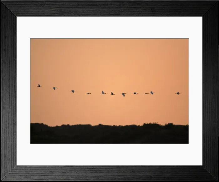 Framed Print : Spoonbill - flock in flight formation over sand dunes, at dusk, Texel, Holland Framed Print : Spoonbill - flock in flight formation over sand dunes, at dusk, Texel, Holland