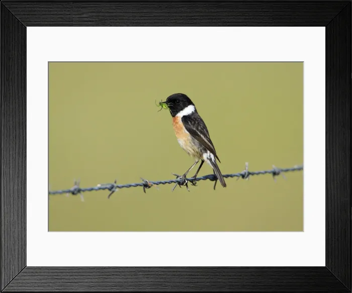 Framed Print : Stonechat - male with food in beak, Texel, Holland Framed Print : Stonechat - male with food in beak, Texel, Holland