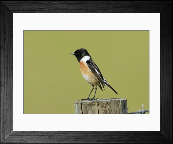 Framed Print : Stonechat - male, on fence post, Texel, Holland Framed Print : Stonechat - male, on fence post, Texel, Holland