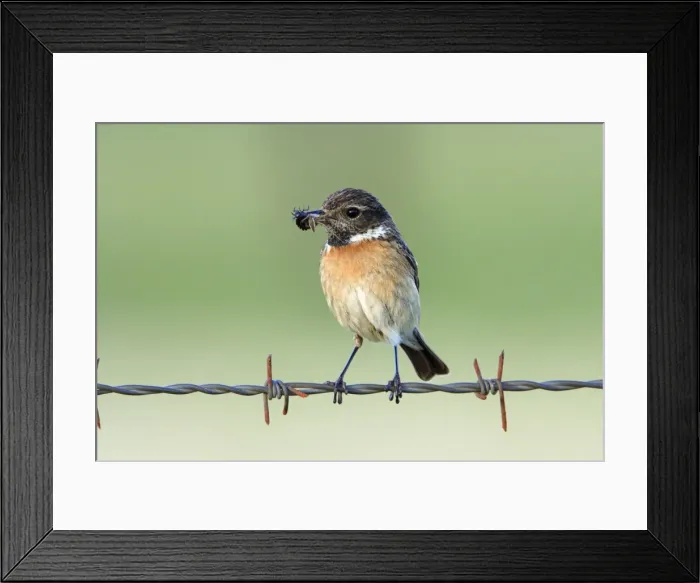 Framed Print : Stonechat - female, on fence with food in beak, Texel, Holland Framed Print : Stonechat - female, on fence with food in beak, Texel, Holland