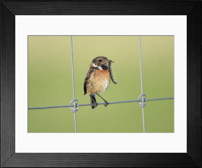 Framed Print : Stonechat - female, on fence with caterpillar in beak, Texel, Holland Framed Print : Stonechat - female, on fence with caterpillar in beak, Texel, Holland