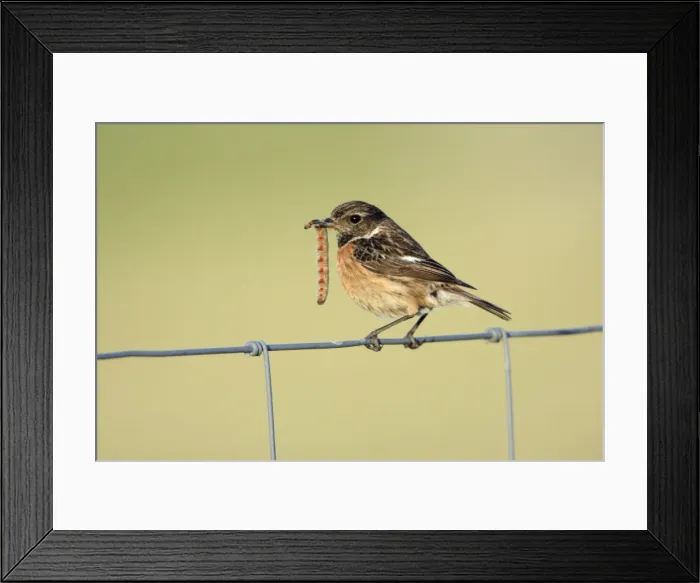 Framed Print : Stonechat - female, on fence with caterpillar in beak, Texel, Holland Framed Print : Stonechat - female, on fence with caterpillar in beak, Texel, Holland