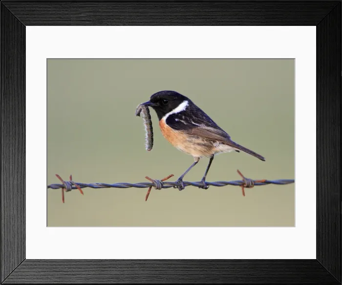 Framed Print : Stonechat - male with caterpillar in beak, Texel, Holland Framed Print : Stonechat - male with caterpillar in beak, Texel, Holland