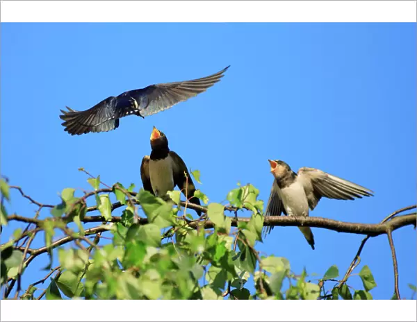 Swallow - adult, feeding juveniles on branch, Lower Saxony, Germany