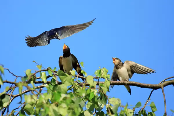 Swallow - adult, feeding juveniles on branch, Lower Saxony, Germany