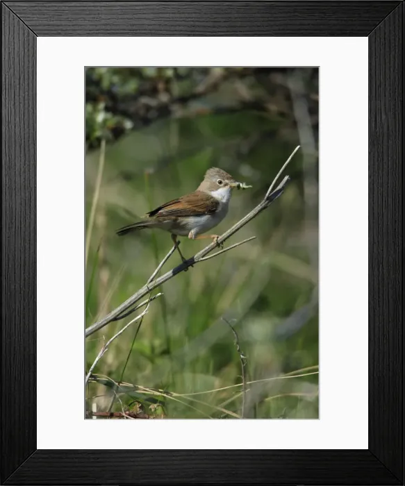 Framed Print : Whitethroat - female, with food in beak, Texel, Holland Framed Print : Whitethroat - female, with food in beak, Texel, Holland